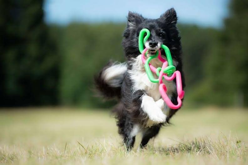 Jefferson Rubber Works Finds Opportunity in Loss With Dog Toy Line Jefferson Rubber Works Finds Opportunity in Loss With Dog Toy Line