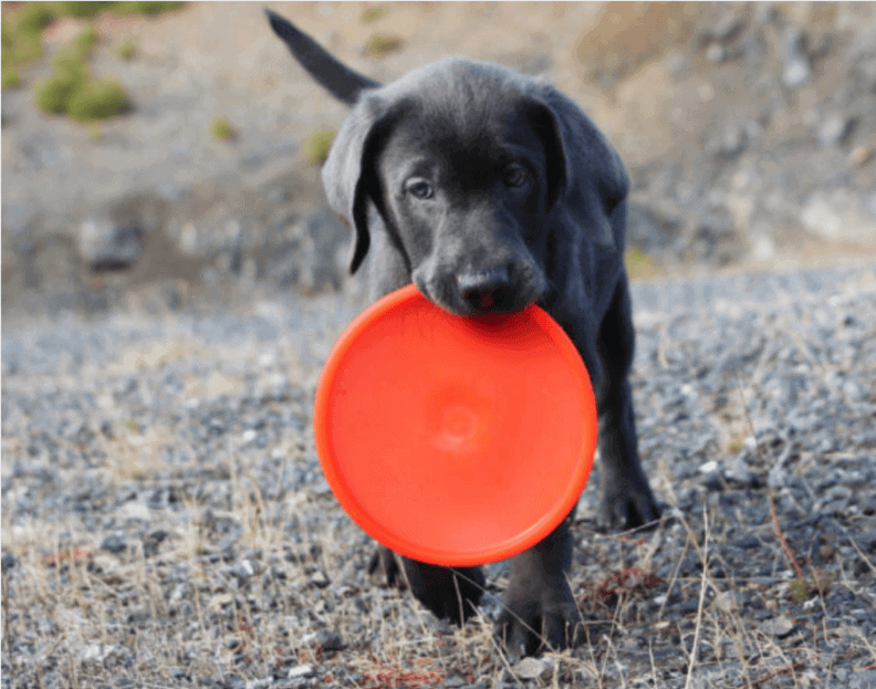 Ruffdawg's First Rubber Dog Toy, the K9 Flyer, Was Created From a Leftover Watewater Diaphragm After One of Jefferson Rubber Works' Customers Went Out of Business in the 1990s. Ruffdawg's First Rubber Dog Toy, the K9 Flyer, Was Created From a Leftover Watewater Diaphragm After One of Jefferson Rubber Works' Customers Went Out of Business in the 1990s.